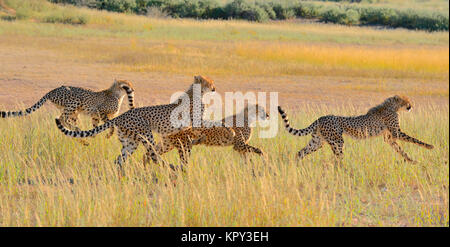 The Kgalagadi Transfrontier park between South Africa and Botswana is prime desert land for viewing wildlife in the open. Running cheetah family. Stock Photo