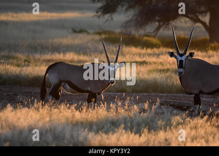 The Kgalagadi Transfrontier park between South Africa and Botswana is prime desert land for viewing wildlife in the open. Gemsbok with backlighting. Stock Photo