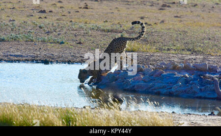 The Kgalagadi Transfrontier park between South Africa and Botswana is prime desert land for viewing wildlife in the open. Cheetah family at waterhole. Stock Photo