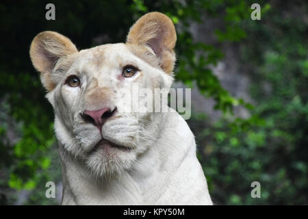Young white lioness portrait in zoo close up Stock Photo
