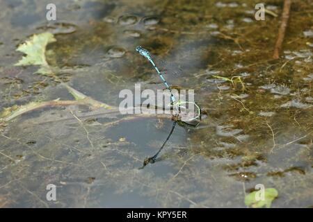 pair of horseshoe azurjungfer (coenagrion puella) at egg laying Stock Photo