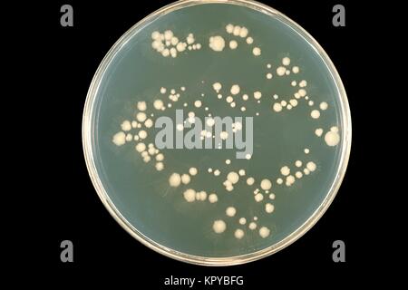 This is a plate culture of the fungus Candida albicans, strain 7H10, grown at 37{degrees}C. Candida albicans lives in, or on numerous parts of the body as normal flora, 1969. However, when an imbalance occurs such as when hormonal balances change, C. albicans can multiply, resulting in a mucosal or skin infection called Candidiasis. Image courtesy CDC/Dr. William Kaplan. Stock Photo