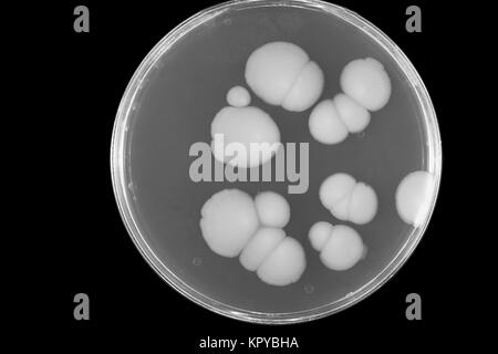 This is an image of a SABHI agar plate culture of the fungus Candida albicans grown at 20{degrees}C. Candida albicans lives in or on numerous parts of the body as normal flora, 1969. However, when an imbalance occurs, such as when hormonal balances change, C. albicans can multiply, resulting in a mucosal or skin infection called Candidiasis. Image courtesy CDC/Dr. William Kaplan. Stock Photo