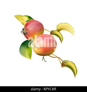 Red apples on the stem. Delicious fruit dessert. Apple closeup. A rich harvest. Winter-hardy apples. Grushovka Moscow Stock Vector