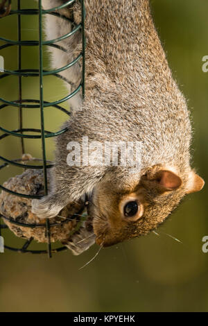 Eastern gray squirrel (Sciurus carolinensis) eating on bird feeder. Rodent in the family Sciuridae feeding on fat ball Stock Photo