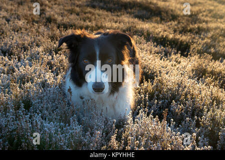 Border Collie in frosted heather on a cold winter morning in the Peak District, Derbyshire, England. Stock Photo