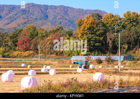 bales of straw silage wrapped in pink color plastic Stock Photo