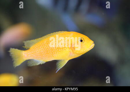lemon yellow lab (Labidochromis caeruleus) in  Lake Malawi , East Africa Stock Photo