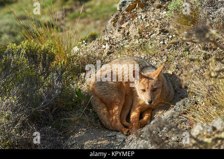 South American Grey Fox (Lycalopex griseus) on a sunny hillside in Valle Chacabuco, northern Patagonia, Chile. Stock Photo