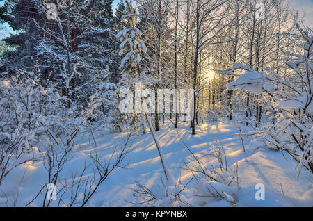 Sunset in the winter wood. Golden sunlight among white trunks of birch trees, snowy pines,firs and bushes - fairy tale of winter forest Stock Photo