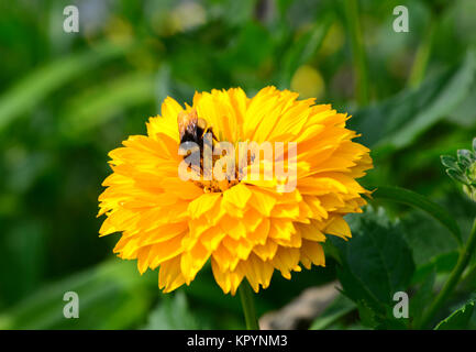 Bumblebee sitting on a heliopsis flower in the garden in Speculator, NY USA Stock Photo