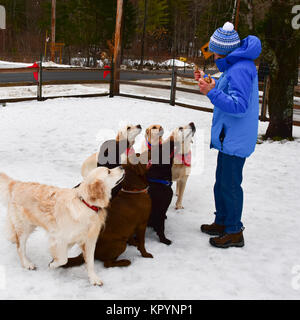 Woman giving holiday treats to a group of seven Labrador and Golden Retrievers in a snow covered yard in Speculator, NY USA Stock Photo