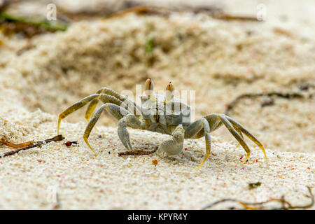 Ghost crab (Ocypode cordimana, Ocypode cordimanus), Smooth-handed ghost crab, Ocypodidae Stock Photo