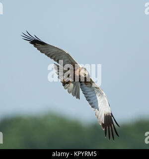 Marsh Harrier (Circus aeruginosus) Adult male with pray in flight, Stock Photo