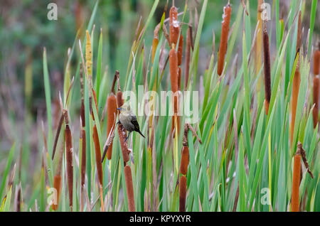 Brown Bird, known as pardal, just resting Stock Photo