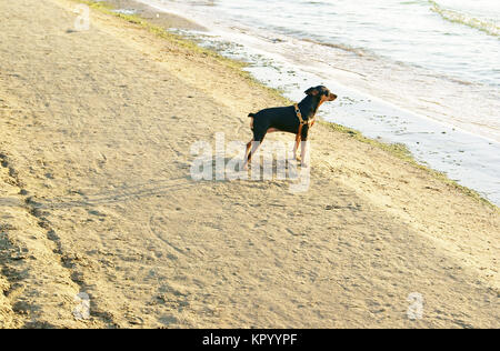 Mini Pinscher or King of the Toys on the beach Stock Photo