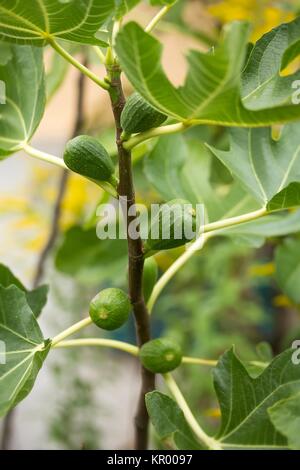true figs on the tree / real fig on the tree Stock Photo