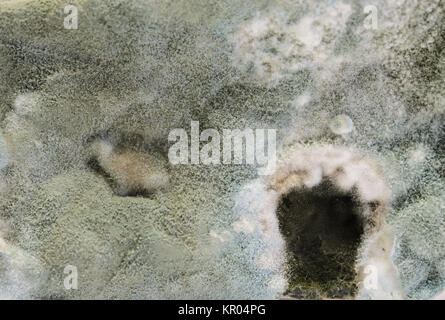 Mold green and white spores on cake Stock Photo