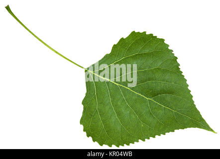 backside fresh leaf of birch tree isolated Stock Photo