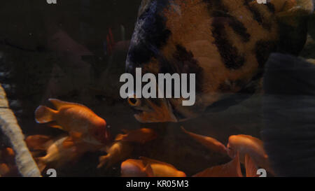 Large fishes swimming in a large aquarium. Large sea fish swim in an aquarium. Aquarium with a large variety of fish Stock Photo