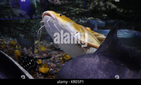 Aquarium with large variety of fish. Beautiful fish in the aquarium at the national zoo in Dubai Stock Photo