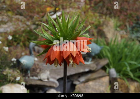 bloom of imperial crown (fritillaria imperialis) Stock Photo