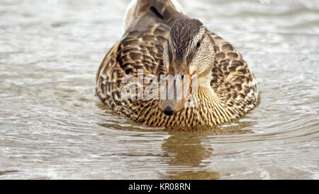 Close up of a Mallard duck female swimming on calm waters looking at camera Stock Photo