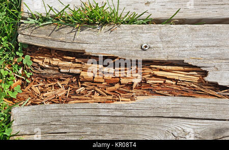 Rotting wood on Boardwalk path in need of repair Stock Photo