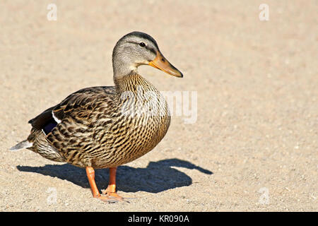 One Mallard duck walking alone on Sandy Beach Stock Photo