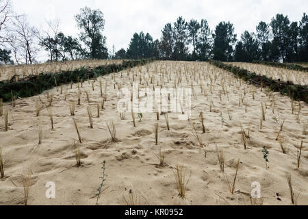 On a sand dune at Capbreton (Landes - France): a recent planting of beach grasses plus using of a mechanical fixation technique by branches. Stock Photo
