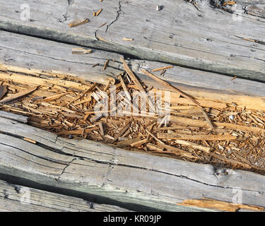 Rotting wood on boardwalk path in need of repair Stock Photo