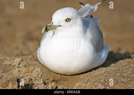 Ring-Billed seagull resting on a Sandy Beach Stock Photo