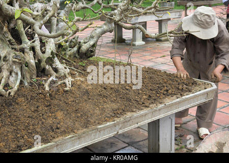 buddhist monk attending an old tree in thien mu pagoda or the pagoda of the celestial lady hue vietnam Stock Photo