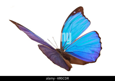 Blue tropical butterfly. Stock Photo