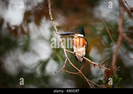 Green Kingfisher, Chloroceryle americana, on a branch above Rio Cocle del Sur, Cocle province, Republic of Panama.