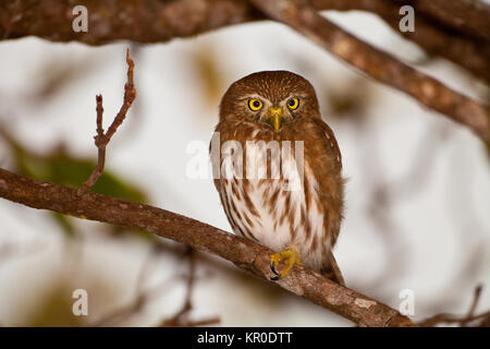 Panama wildlife with a Ferruginous Pygmy-Owl, Glaucidium brasilianum, in a forest outside Penonome, Cocle province, Republic of Panama. Stock Photo