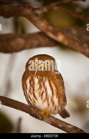 Panama wildlife with a Ferruginous Pygmy-Owl, Glaucidium brasilianum, in a forest outside Penonome, Cocle province, Republic of Panama. Stock Photo