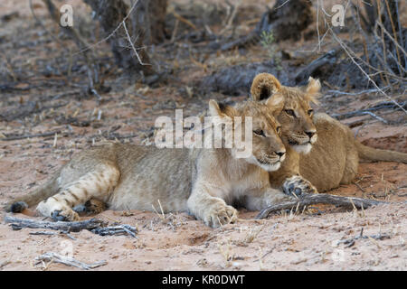 African lions (Panthera leo), two cubs lying on sand at dusk, Kgalagadi Transfrontier Park, Northern Cape, South Africa, Africa Stock Photo