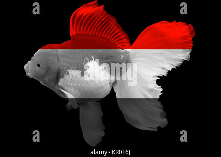 Flag of Yemen on goldfish Stock Photo