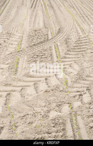 tire tracks of a heavy tractor in arable dry Stock Photo