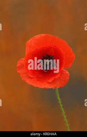 poppy after rain Stock Photo