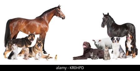 many animals collage Stock Photo