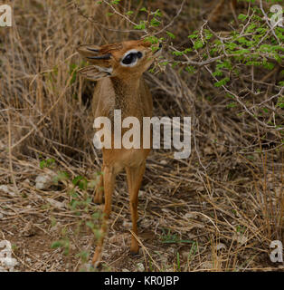 Ekaterina Guseva bilan porno onlayn tomosha qiling