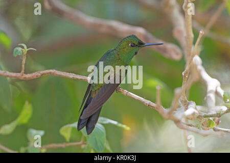 Male Green Crowned Brilliant Hummingbird in the Monteverde Cloud Forest in Costa Rica Stock Photo