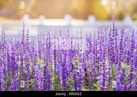 Soft Focus of Blue Salvia Flower Field and Blurred by the Wind for Texture Background Stock Photo