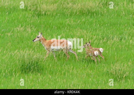 Pronghorn Antelope Mother with Babies in Custer State Park in South Dakota Stock Photo