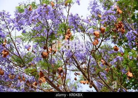 violette jacaranda in spain Stock Photo