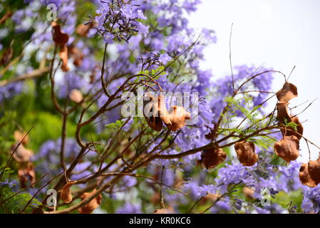 violette jacaranda in spain Stock Photo