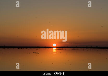 Sun setting over river with many dragonflies Stock Photo