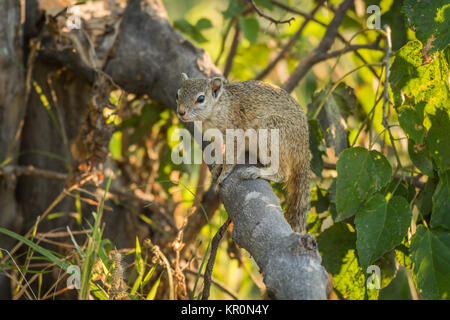 Tree squirrel on broken branch facing camera Stock Photo